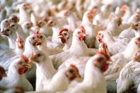 الحكومة تفقد السيطرة على أنفلونزا الطيور