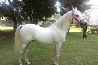 "حصان" عمره عام بـ 28 مليون جنيه