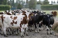 أكبر سرقة مواشي في التاريخ