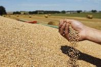 كفر الشيخ تتعاقد على شراء 110 آلاف طن قمح وأرز