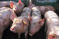 الخنازير تغزو شوارع باكستان