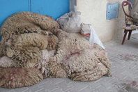 لجان لمراقبة وتجميع جلود الأضاحي بالمنيا