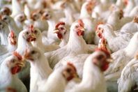 هياكل الدواجن  لسد حاجة البطون الخاوية بالبحيرة