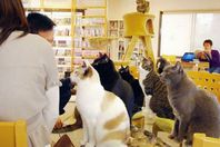  مقاهٍ للحيوانات الأليفة فقط