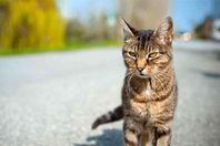 بالفيديو.. قط يقتحم استوديو على الهواء