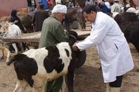 "بيطري الوادي الجديد" تنفذ حملات تحصين الماشية