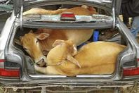 سرقة االمواشي بقنا