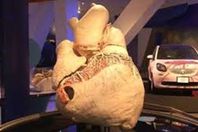 أكبر قلب على وجه الأرض