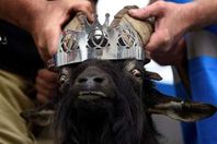 تتويج الجدى ملكا