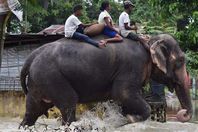 الأفيال تساعد في نقل زوار الحديقة إلى بر الأمان