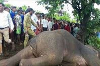 الفيل السفاح بعد قتله