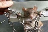 فئران في مهمة فضائية