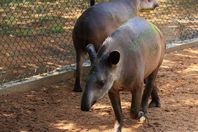 حيوانات التابير