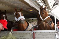 مصر تصدر الخيول لأوروبا