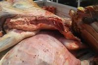 لحوم فاسدة بكفر الشيخ