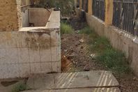 حملة علي  المجازر الحكومية  بمركز إدفو