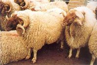 قطيعا من الشياه