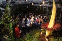 الزهرة النتنة