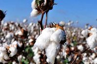 القطن المصري