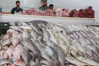 الأسماك المصرية