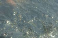 صورة من التسريب البترولي