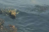 صورة كسر خط بترول  مختلط بمياه البحر شمال الغردقة