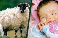 الاضحية والندر