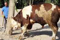 العجل"باشا"