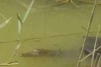 التمساح أثناء ظهوره فى الترعة