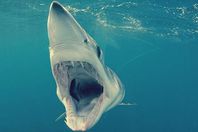 أسماك القرش