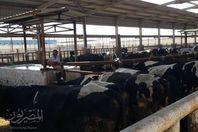 محطة تربية الماشية