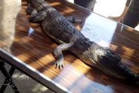 الإمساك بتمساح بترعة الكسارة بالإسماعيلية