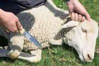 ذبح الاضاحى