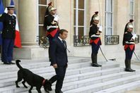 غريفندور فى قصر الابلبزية