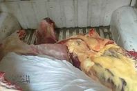 لحوم فاسدة بكفر الشيخ