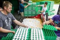 مستودعات البيض