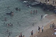 الحيوانات تزاحم المصطافين بشاطيء جليم