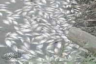 صور نفوق الاسماك داخل المزراع