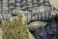 كميات من نبات البانجو المخدر