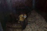 الكوبرا تقتحم منازل الغربية