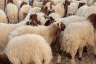 أغنام للأضحية