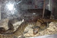 ثعابين الغربية