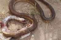 ثعابين القليوبية