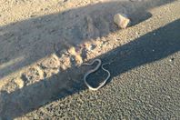 ثعابين الوادى الجديد