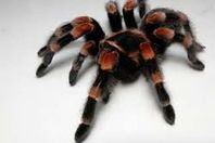 عنكبوت الرتيلاء