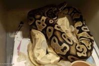 التمساح الاستوائى