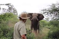 رحال يواجه فيل