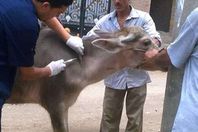 التحفظ على ذبيحة مصابة بــ"الصفراء"  قبل بيعها فى الغربية