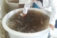 زريعة «جمبري»