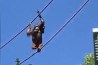 انثي قرد تحمل صغارها